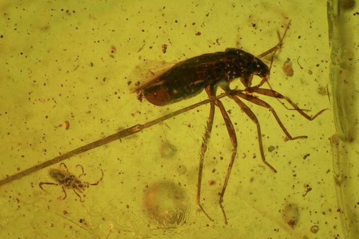 Fossil Cockroach (Blattoidea) Larva In Baltic Amber #81791